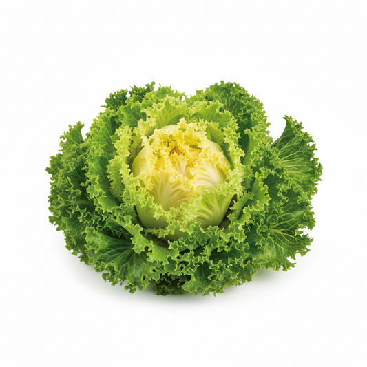 Escarola fresca