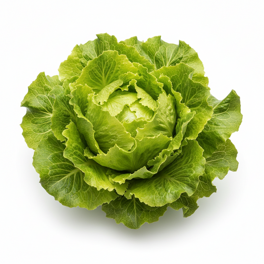 Lechuga Batavia